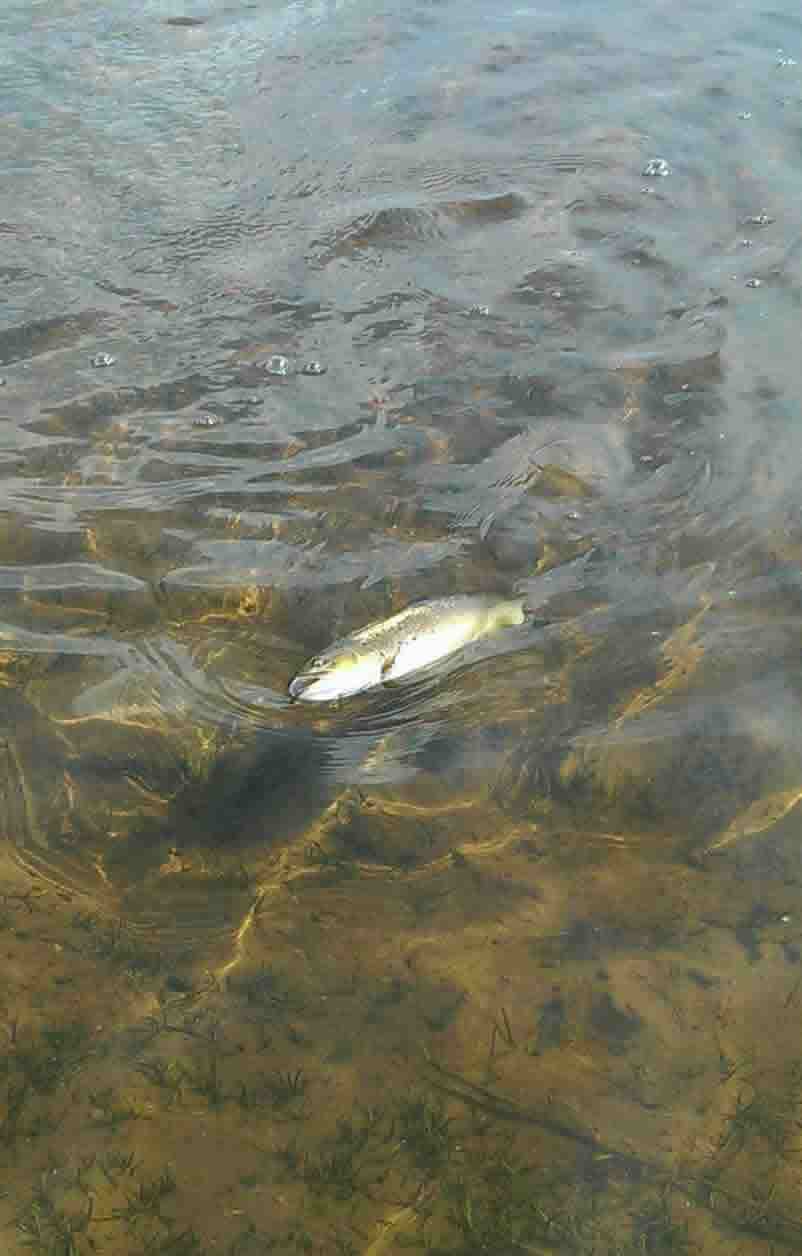 Footsore fish