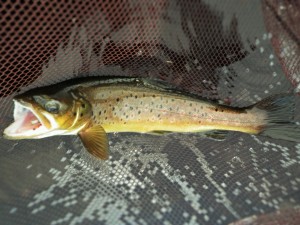 Brown Trout on the Daddy longlegs dry fly