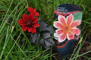 Dahlia Happy Days