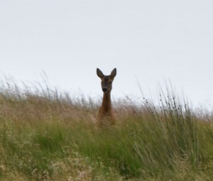 Deer watching