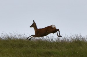 The deer bolts