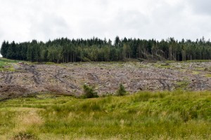 Forestry
