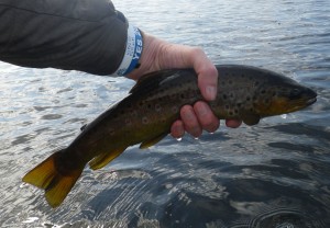 A brown trout being released