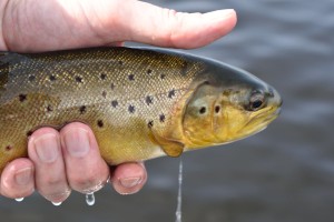 Second Brown trout