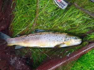 Brown trout