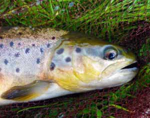 Close up brown trout