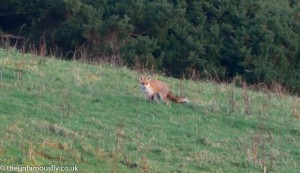 A fat fox- this one isn't starving! He tried a sneak attack on the heron but was spooked by something and bolted.