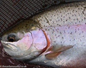 A rainbow trout