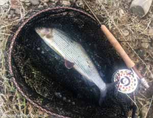 Grayling in net