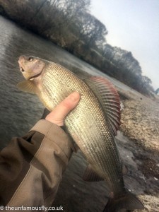 Second Grayling
