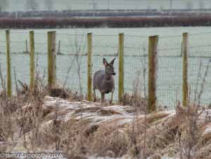 Roe deer