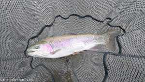 Netted rainbow