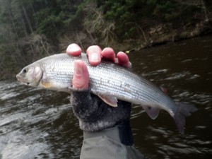 A Tweed Grayling