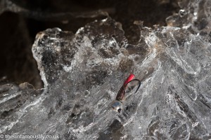Ice bug