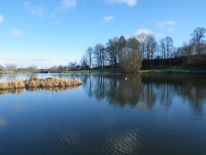 Swanswater