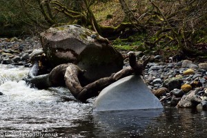 A fallen tree