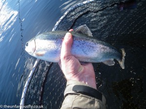 A small rainbow trout