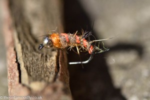 Orange ribbed bug