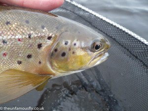 A brown trout