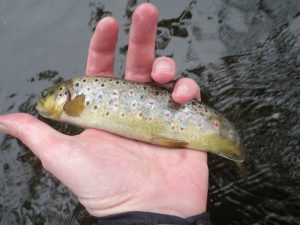 sMALL bROWN tROUT
