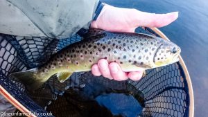 Brown Trout on a spider