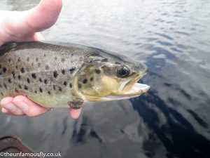 Brown trout with fin missing