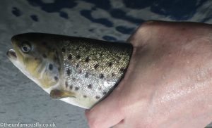 Number 3 Trout another amputee