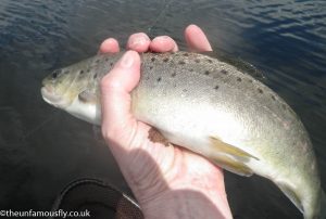 4th Amputee trout.