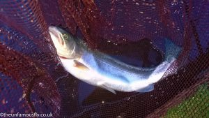 A blue to go back