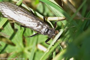 Stonefly close up
