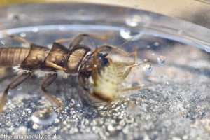 The jaws of the stonefly