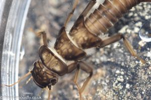 Stonefly nymph