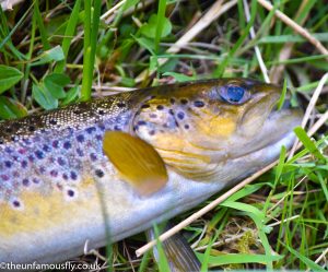 Brown Trout