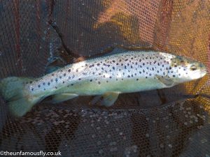 Brown trout