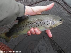 Brown Trout