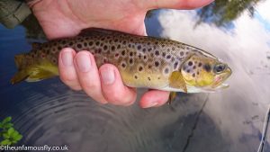Wild Brown at Swanswater