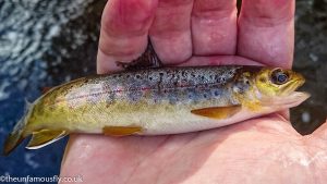 A wee river jewel. small but no less pretty for it. One of 8 I had mostly on black nymphs