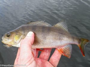 A perch