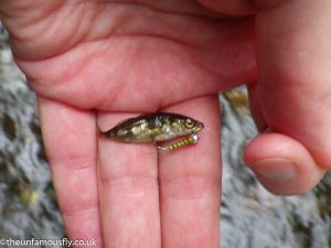 Minnow on a nymph
