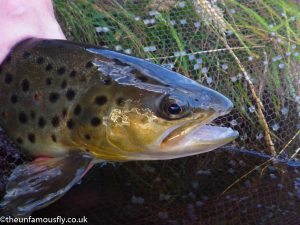 Brown Trout