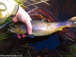 Brown trout at net