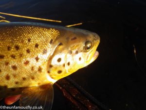 Brown Trout