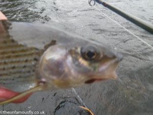 Grayling