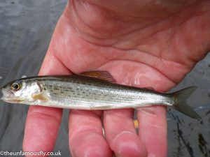 Young Grayling