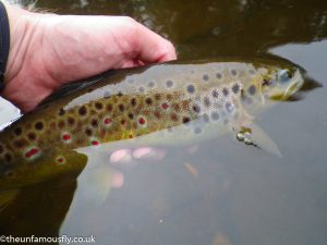 Nice Wild Brown Trout