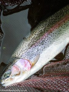 Rainbow trout