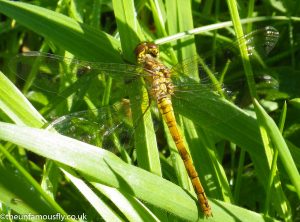 Common Hawker Dragonfly