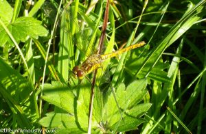 Common Hawker Dragonfly