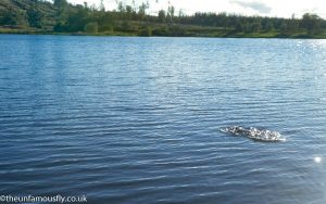 A Brown Trout swirls onthe surface