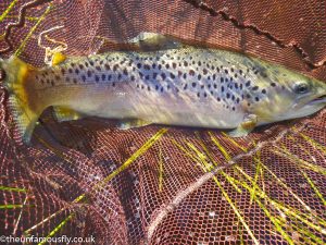 A big Brown Trout